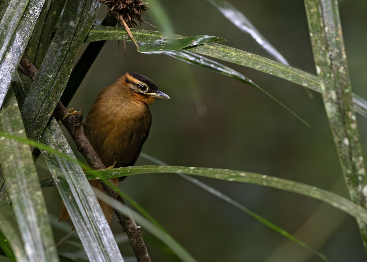 Black-capped Foliage-gleaner - ML652074738