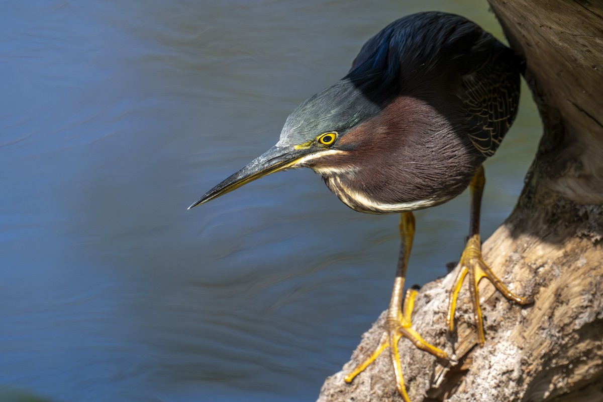 Airone verde - ML652074750