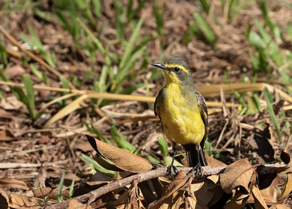 Yellow-browed Tyrant - ML652074760