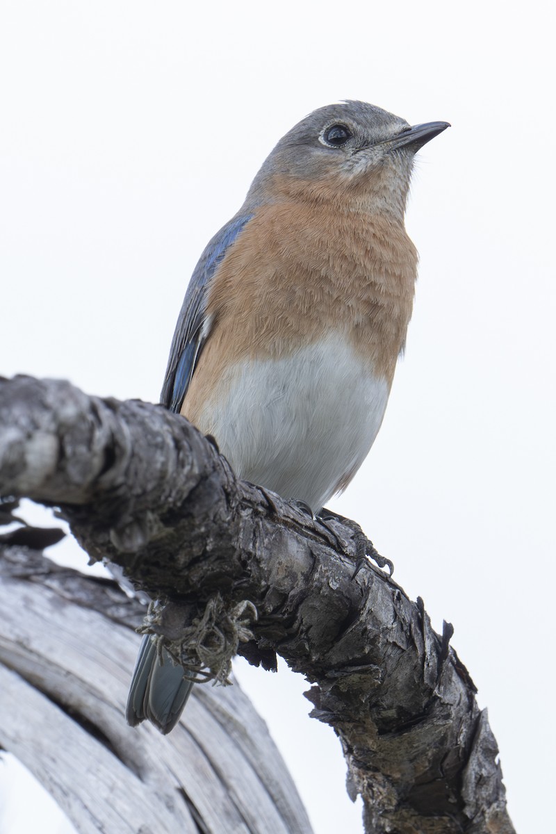 Eastern Bluebird - ML652074777