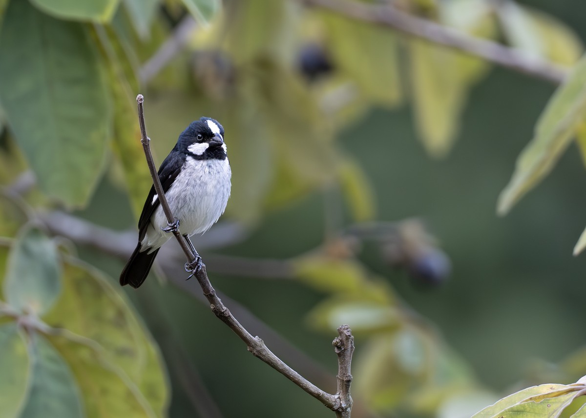 Lined Seedeater - ML652074787