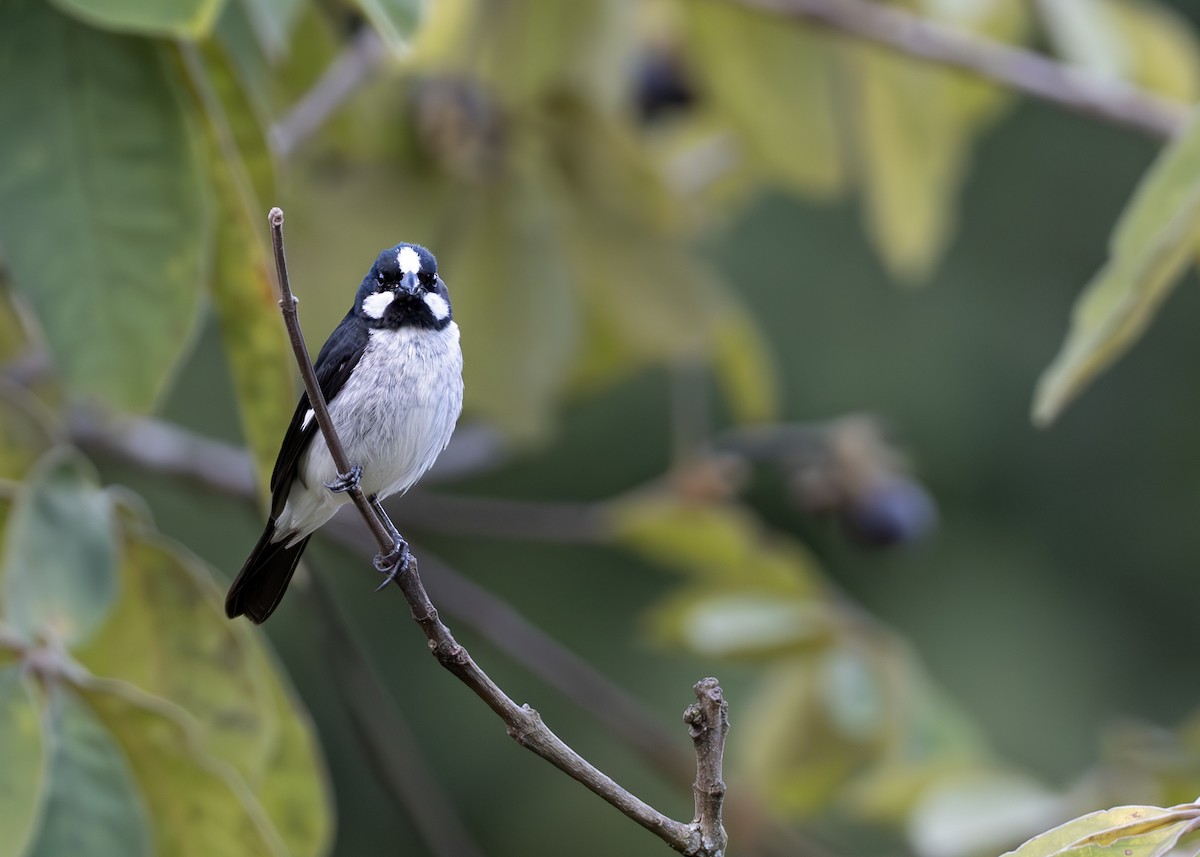 Lined Seedeater - ML652074788