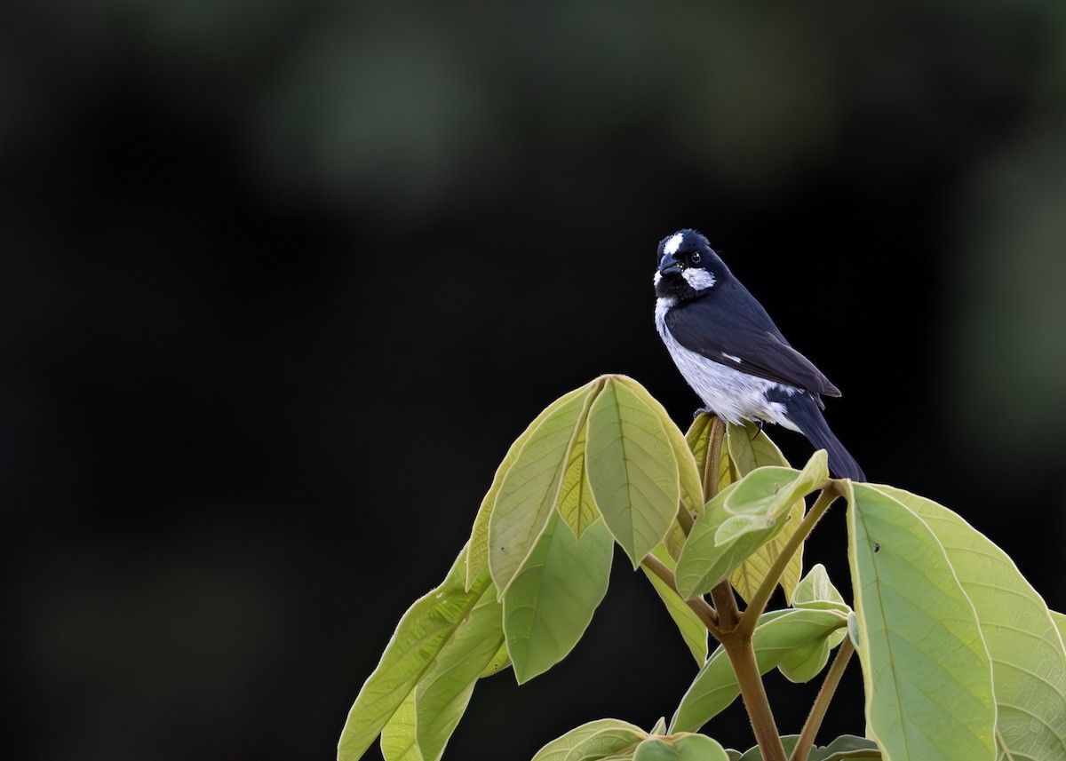 Lined Seedeater - ML652074789