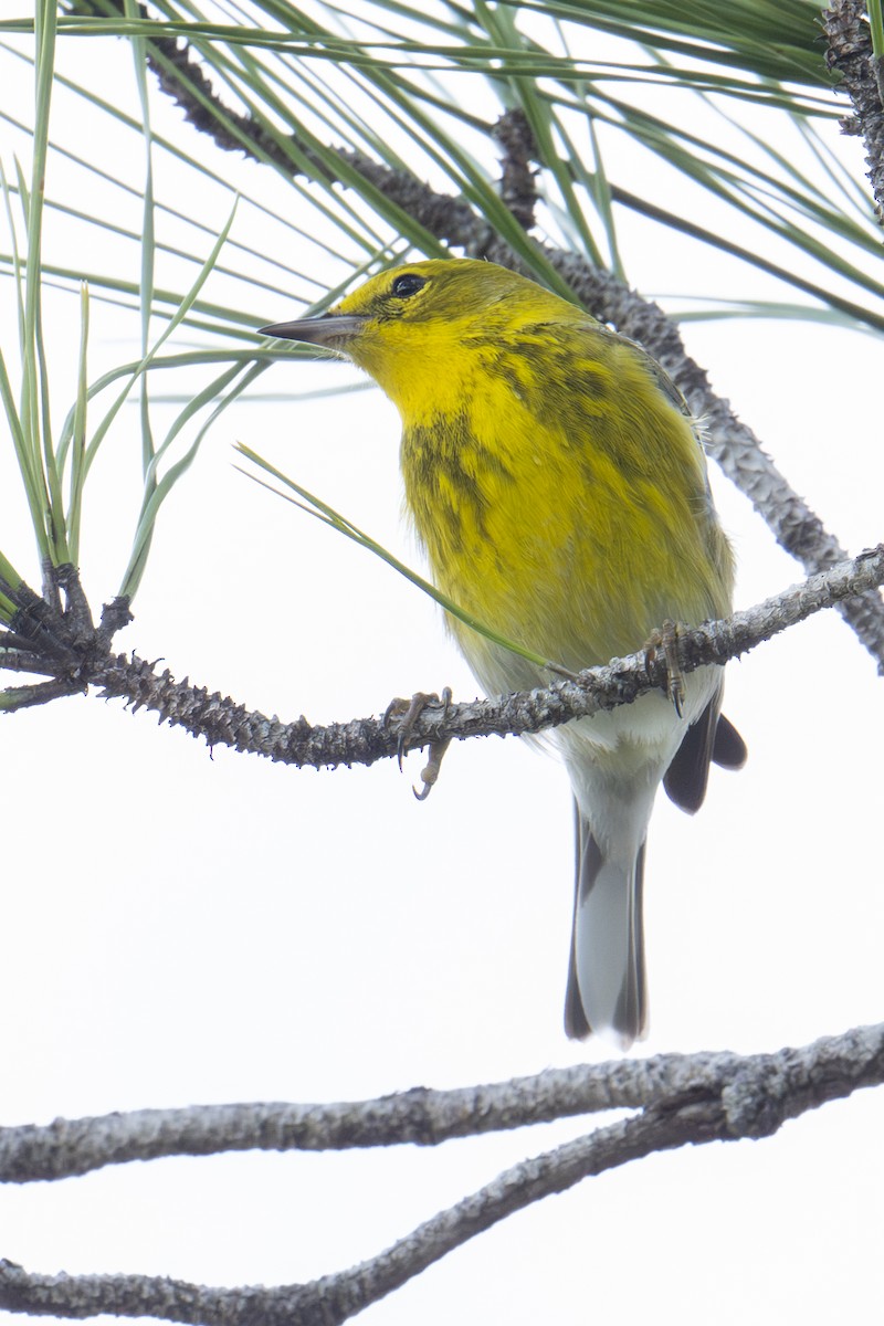 Pine Warbler - ML652074790