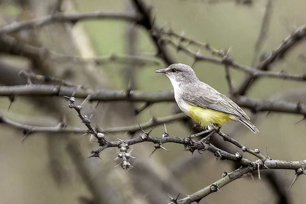 Yellow-bellied Eremomela - ML652074834