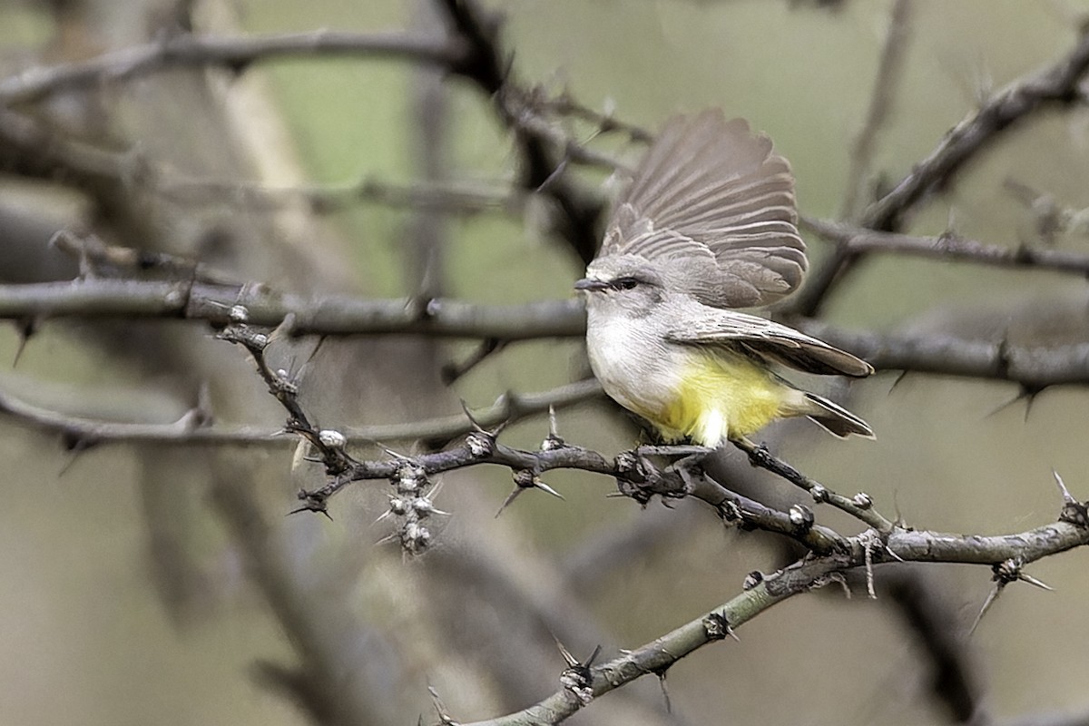 Yellow-bellied Eremomela - ML652074835