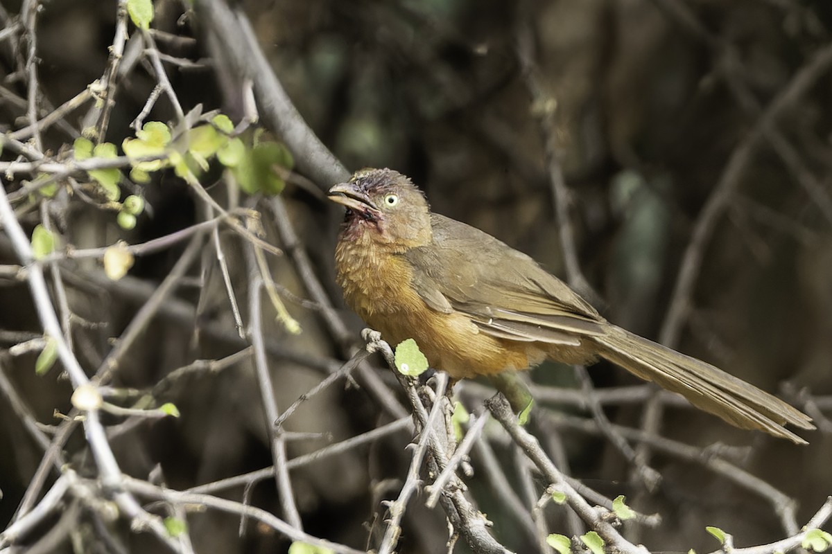 Rufous Chatterer - ML652074856