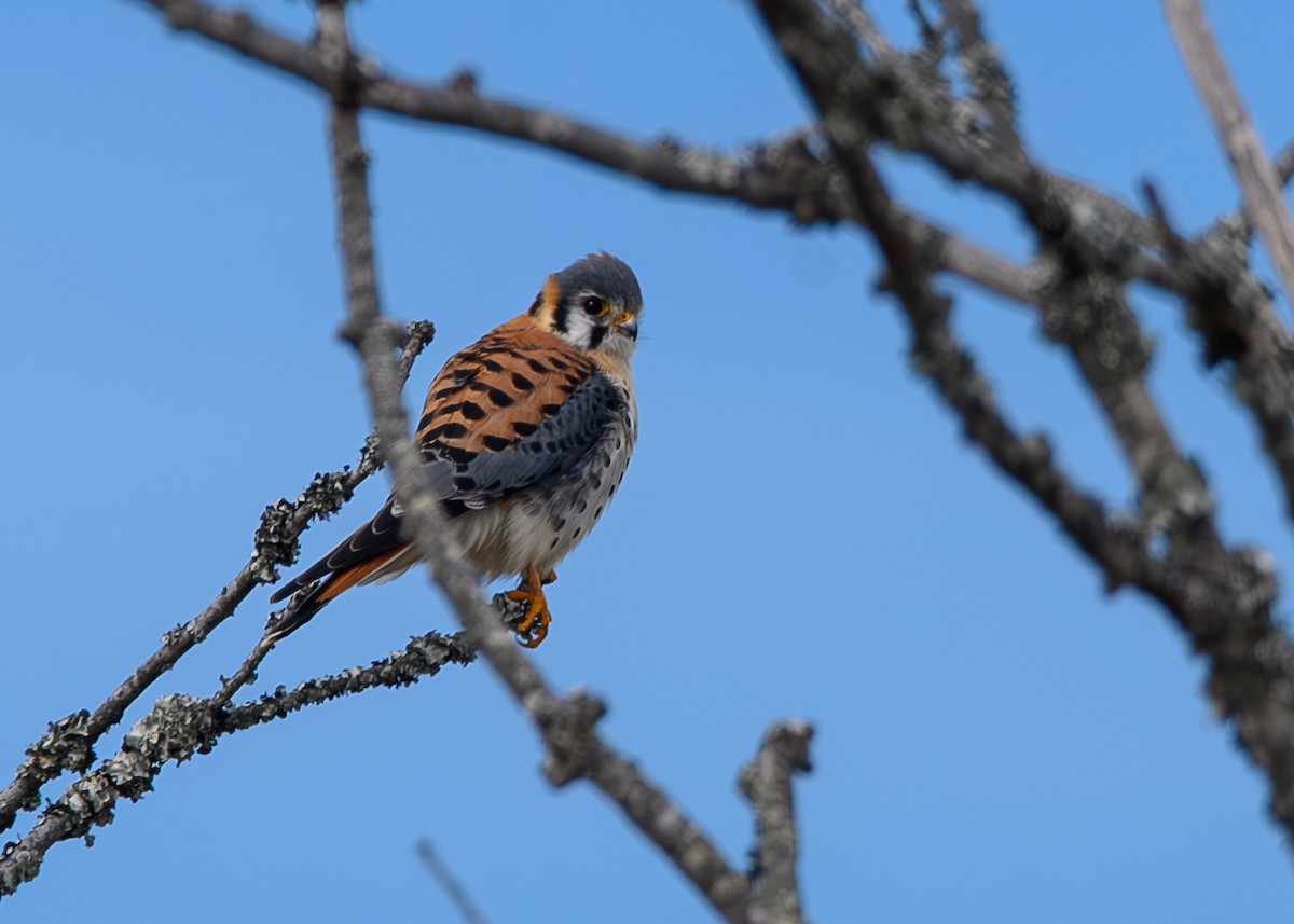 Buntfalke - ML652075979