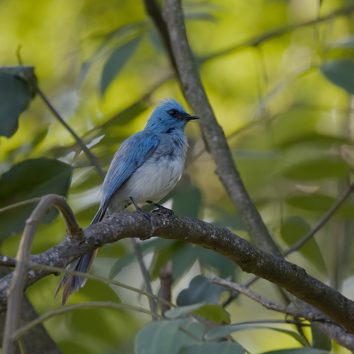 ソライロヒタキ - ML652076198