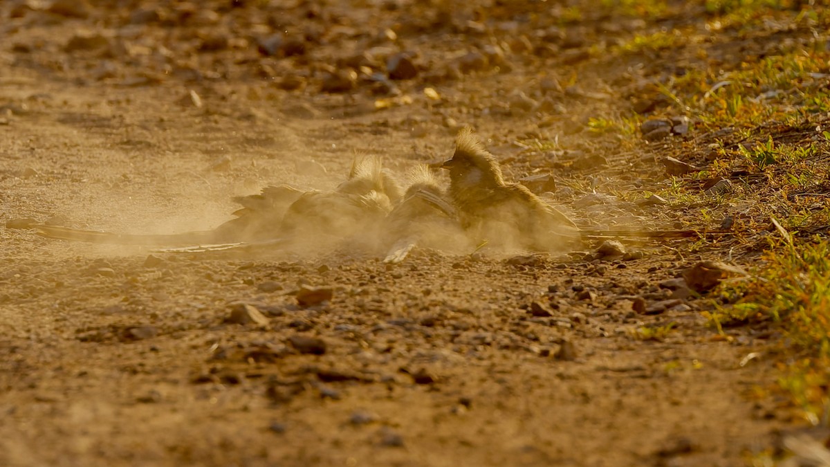 チャイロネズミドリ - ML652076352