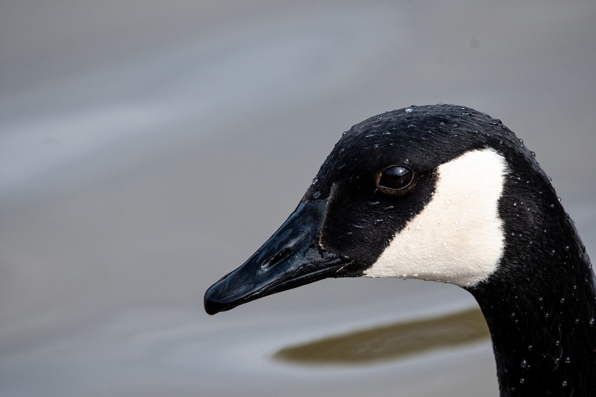 eBird Checklist - 2 Mar 2026 - Rhodes Jordan Park - 10 species