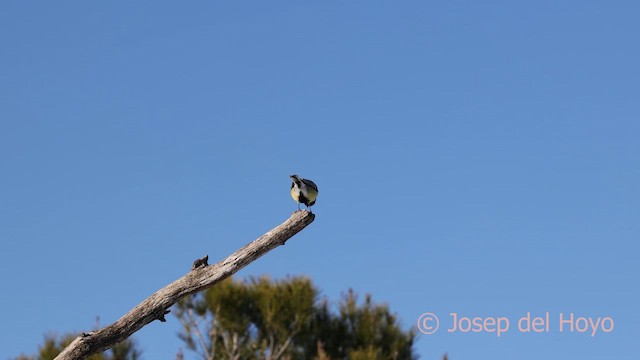 Carbonero Común - ML652077560