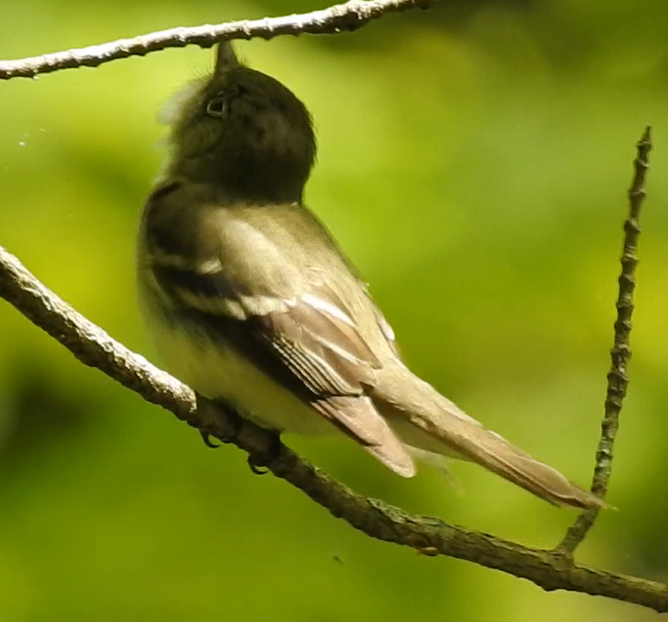 Восточный мухолов - ML652077621