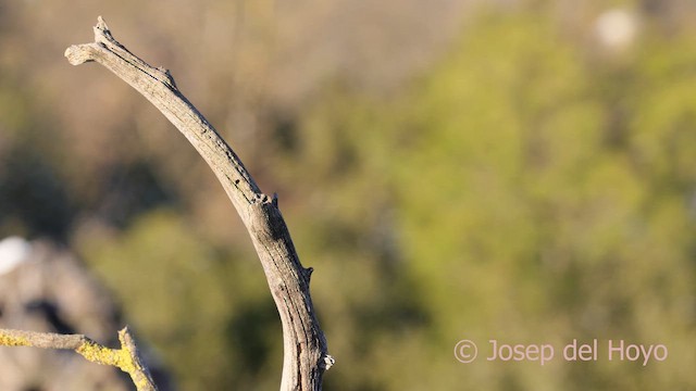 Carbonero Común - ML652077753