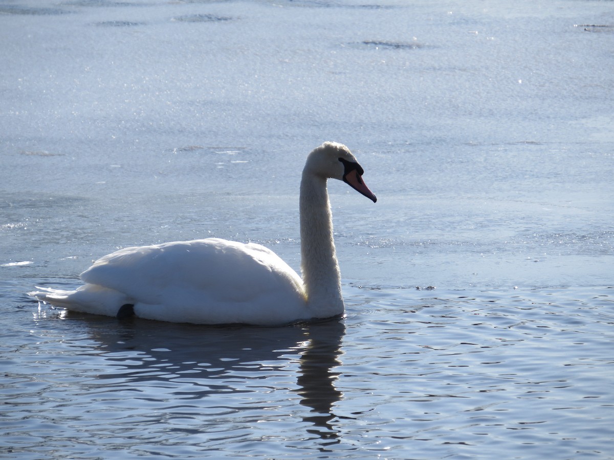 knoppsvane - ML652077946