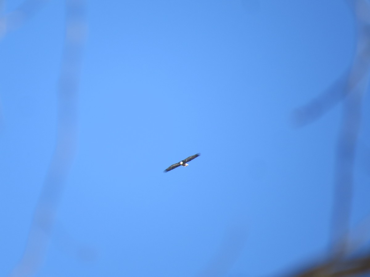 hvithodehavørn - ML652077954