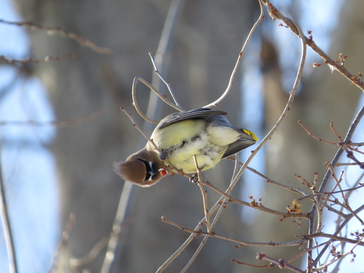 einersidensvans - ML652078010