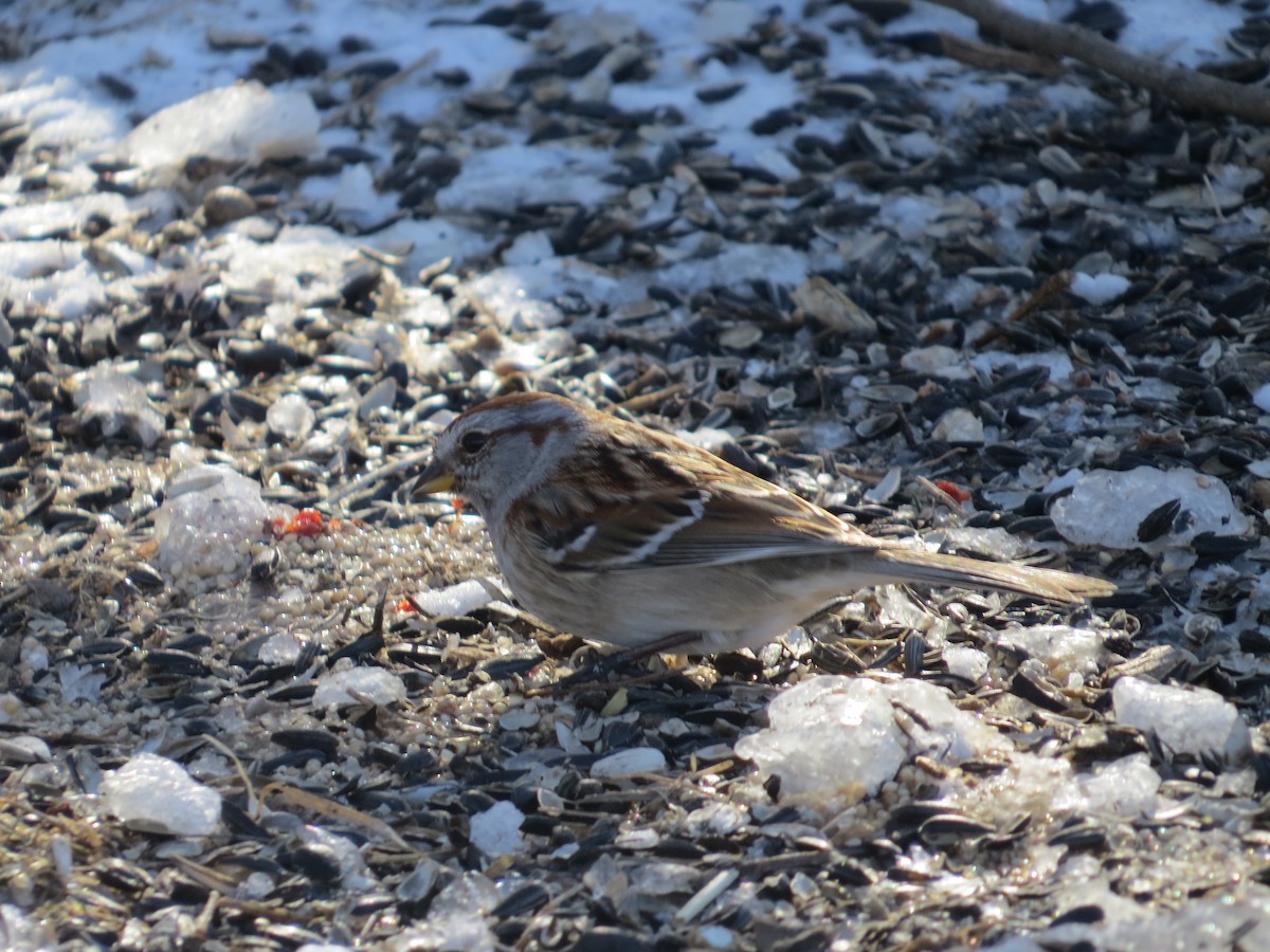 bjørkespurv - ML652078013