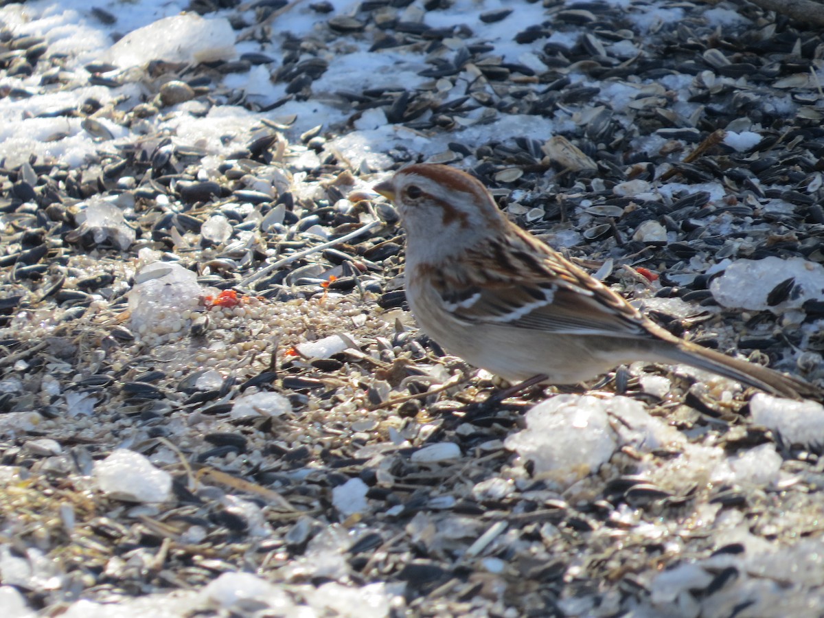 bjørkespurv - ML652078014