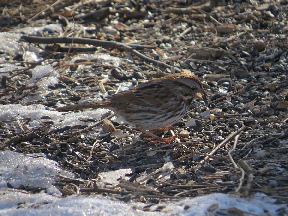 sangspurv (melodia/atlantica) - ML652078026