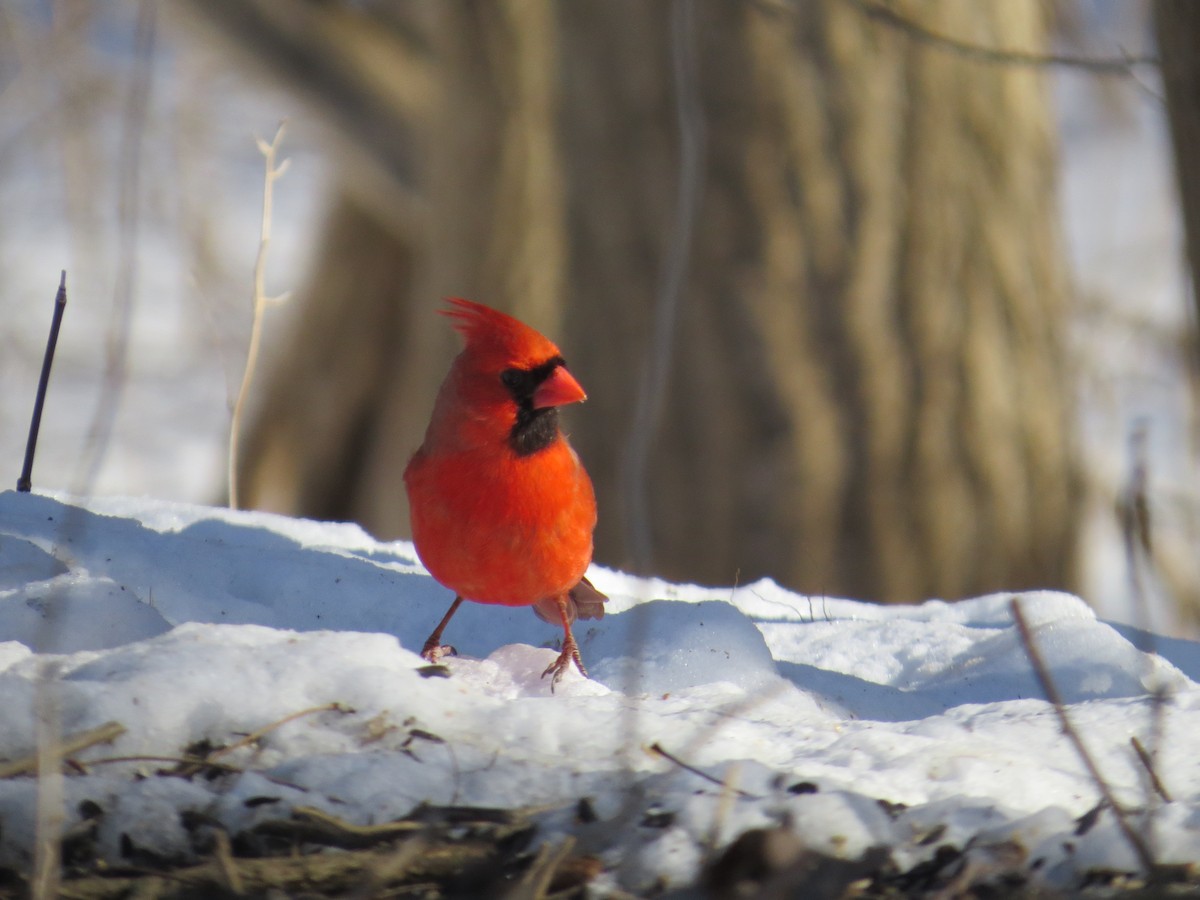 rødkardinal - ML652078060