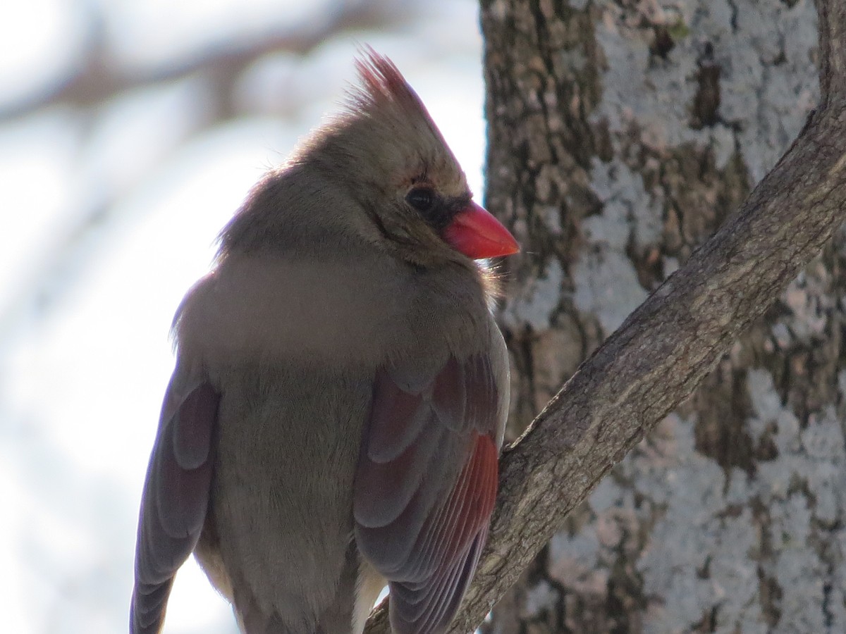 rødkardinal - ML652078073