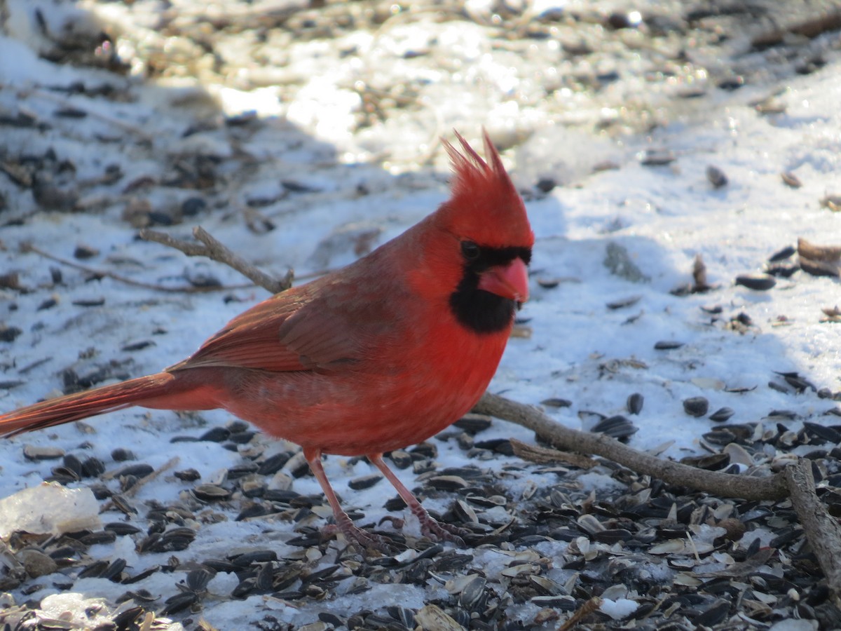 rødkardinal - ML652078074