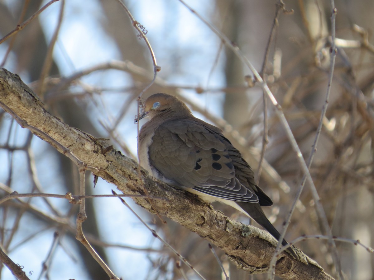 sørgedue - ML652078089