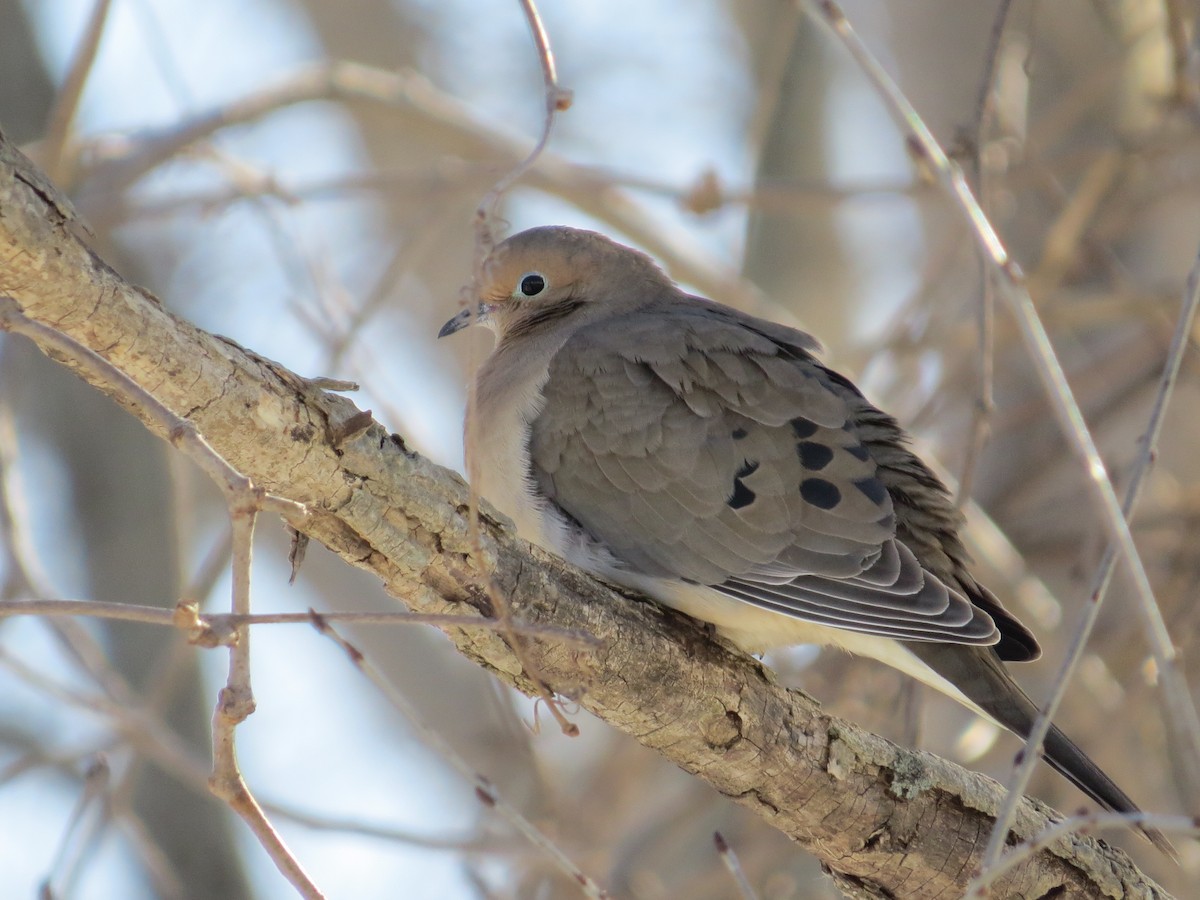 sørgedue - ML652078090