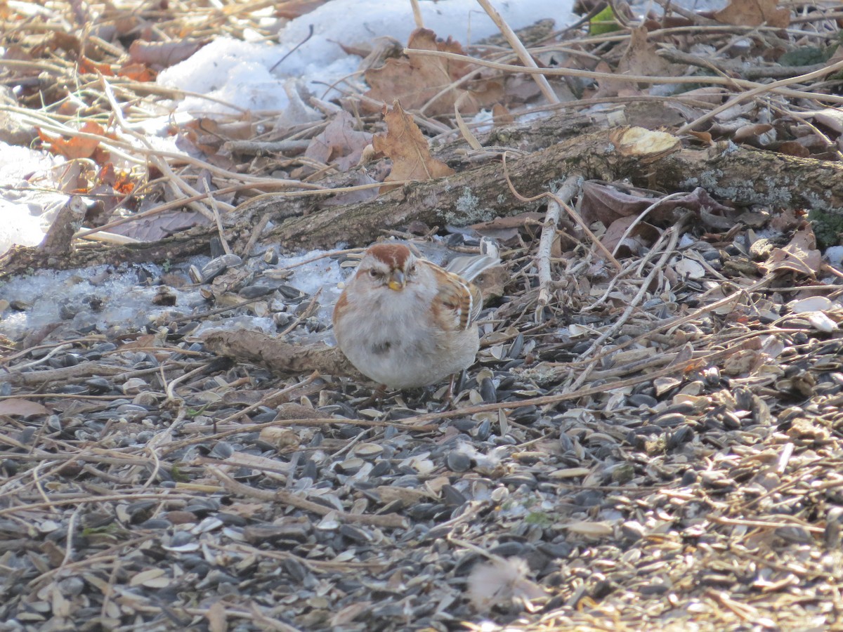 bjørkespurv - ML652078104