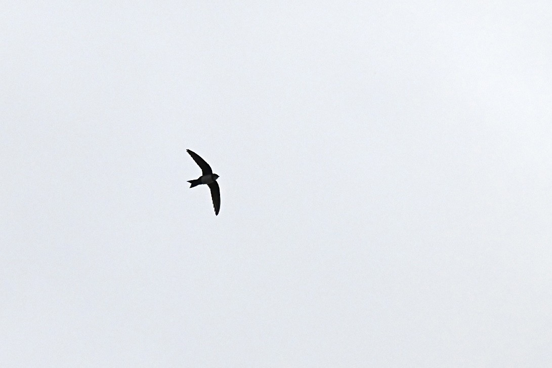 シロハラアマツバメ - ML652078407