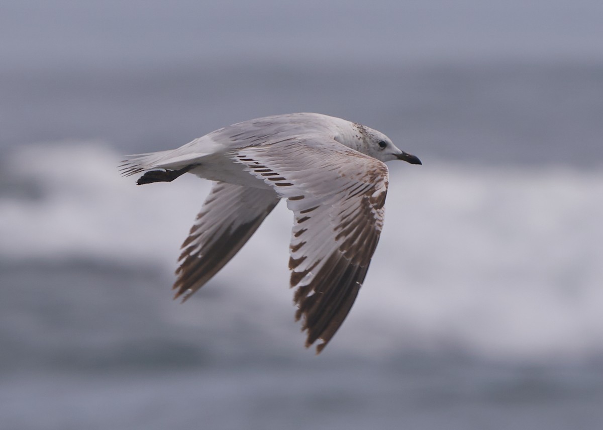 Relict Gull - ML652078468