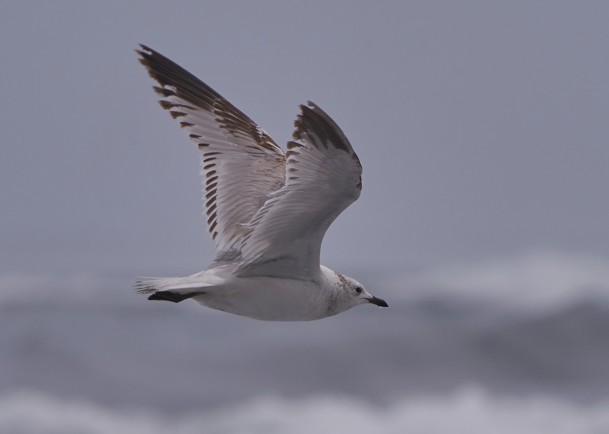 Relict Gull - ML652078470