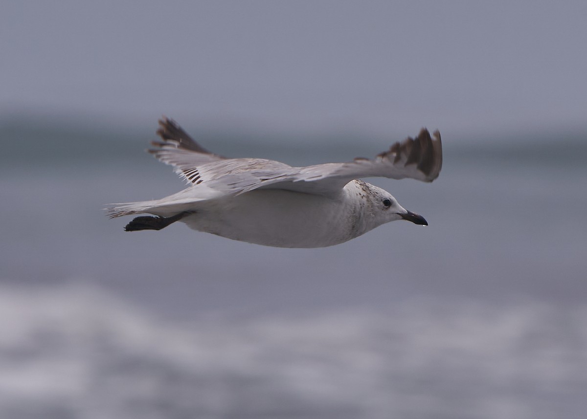 Relict Gull - ML652078538