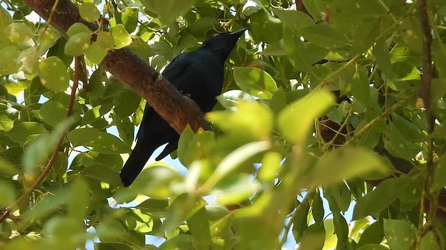 orientstær - ML652078677