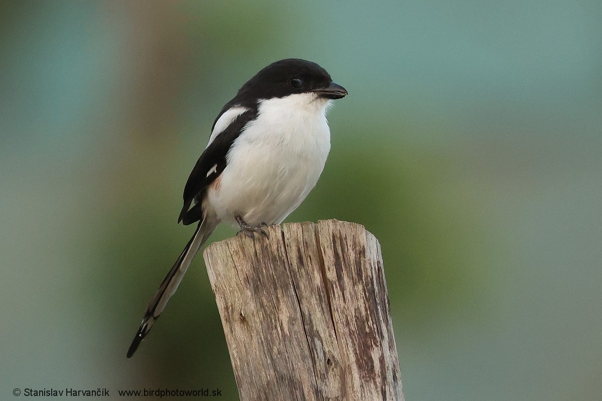 Northern Fiscal - ML652078886