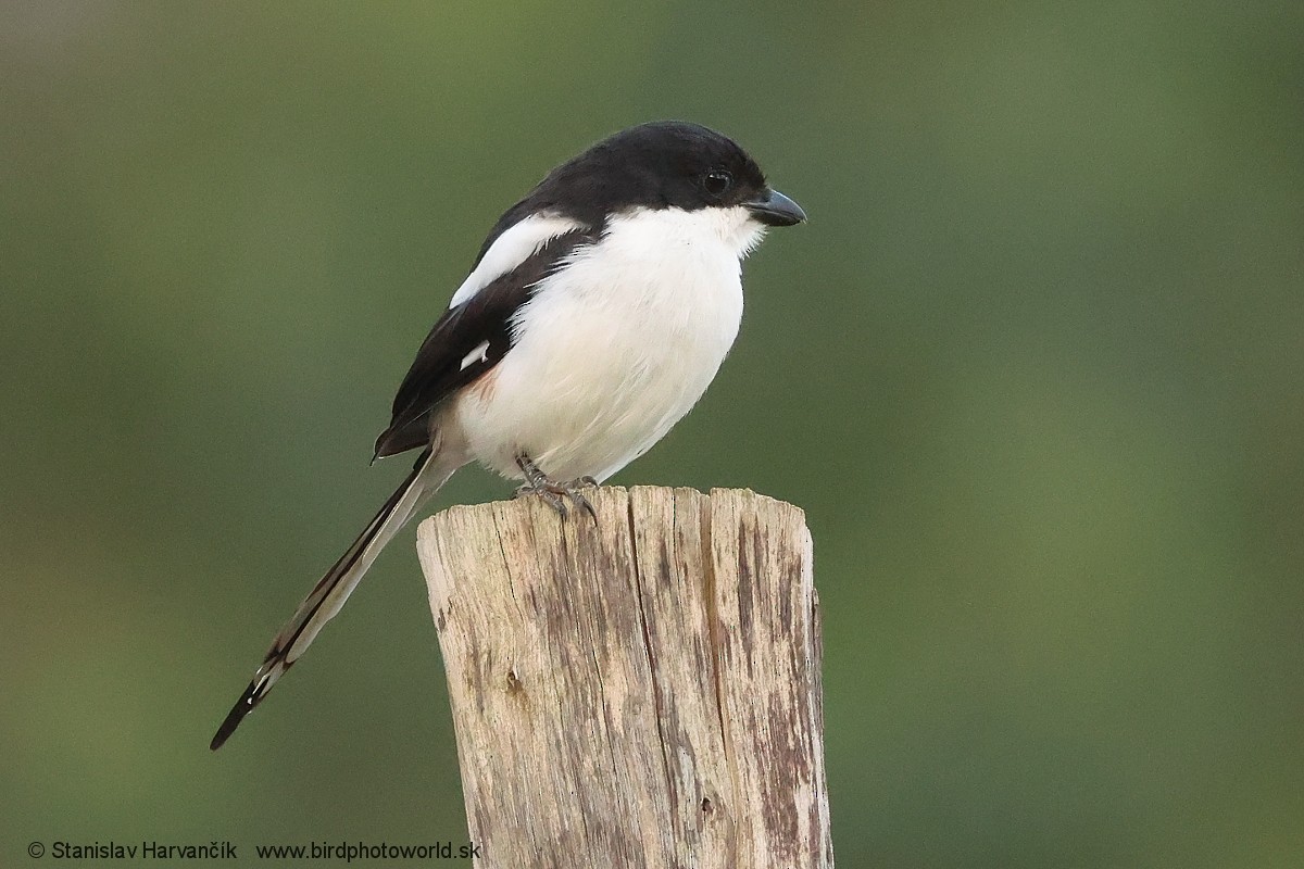 Northern Fiscal - ML652078887