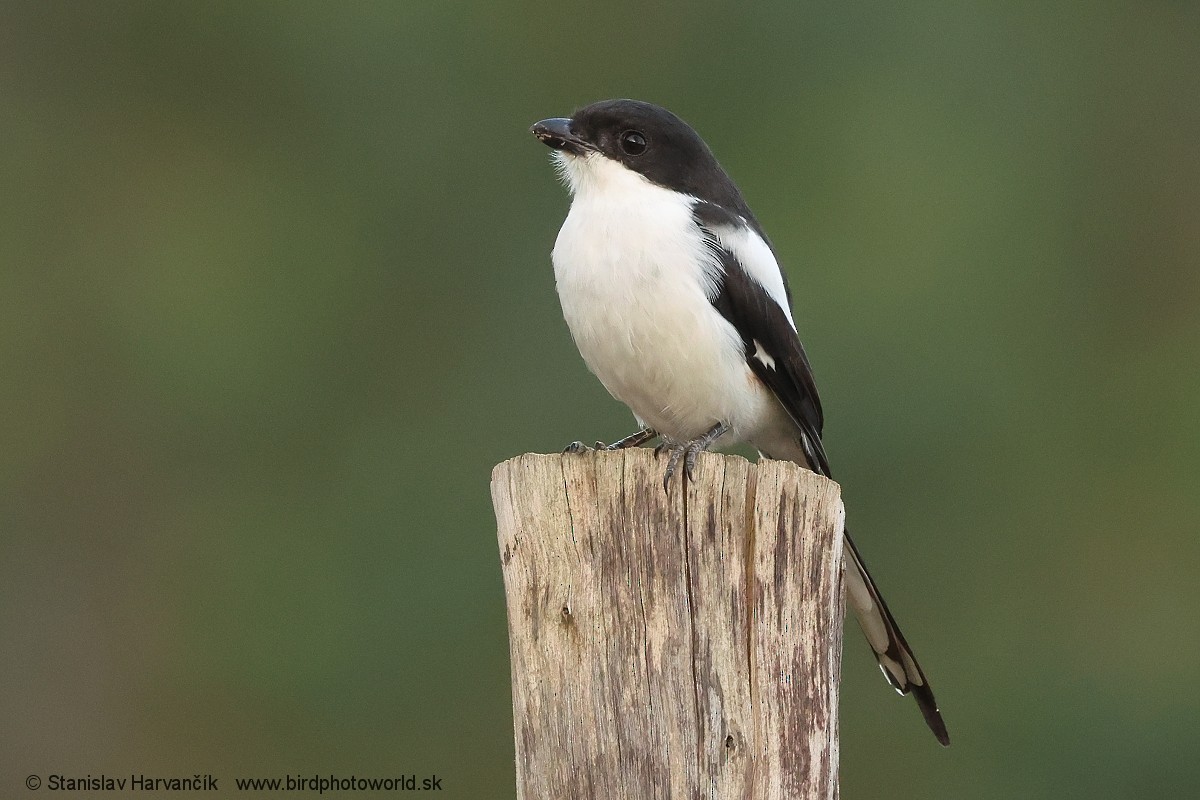 Northern Fiscal - ML652078888