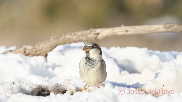 Gorrión Común - ML652078897