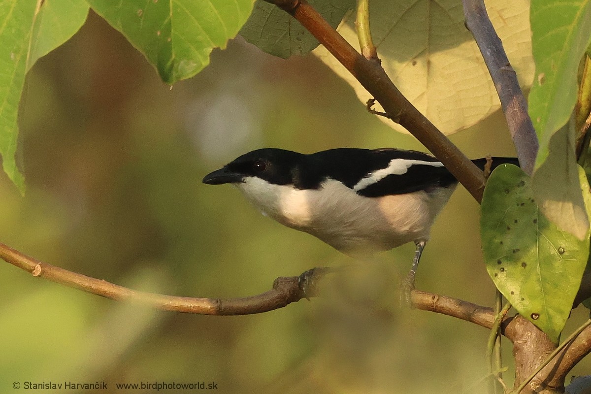 Tropical Boubou - ML652078931
