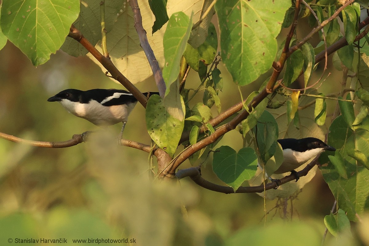 Tropical Boubou - ML652078932