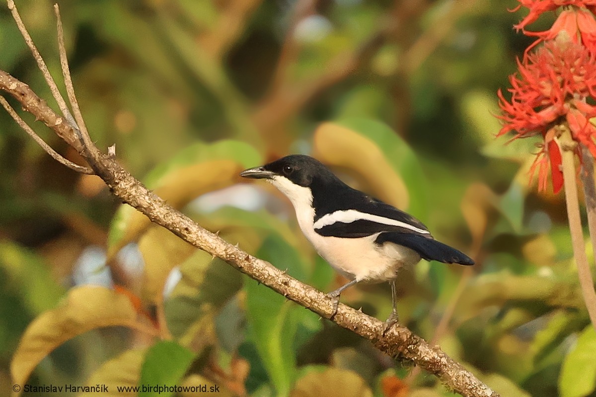 Tropical Boubou - ML652078933