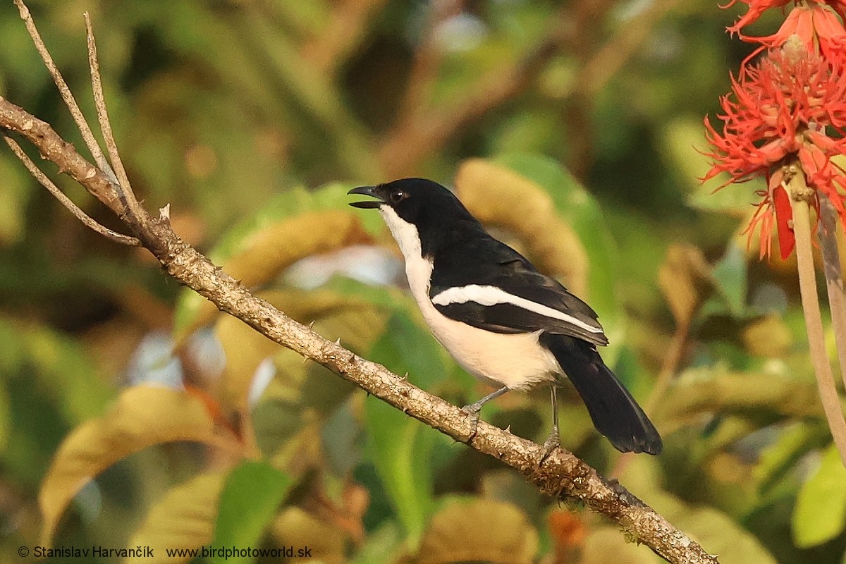 Tropical Boubou - ML652078934