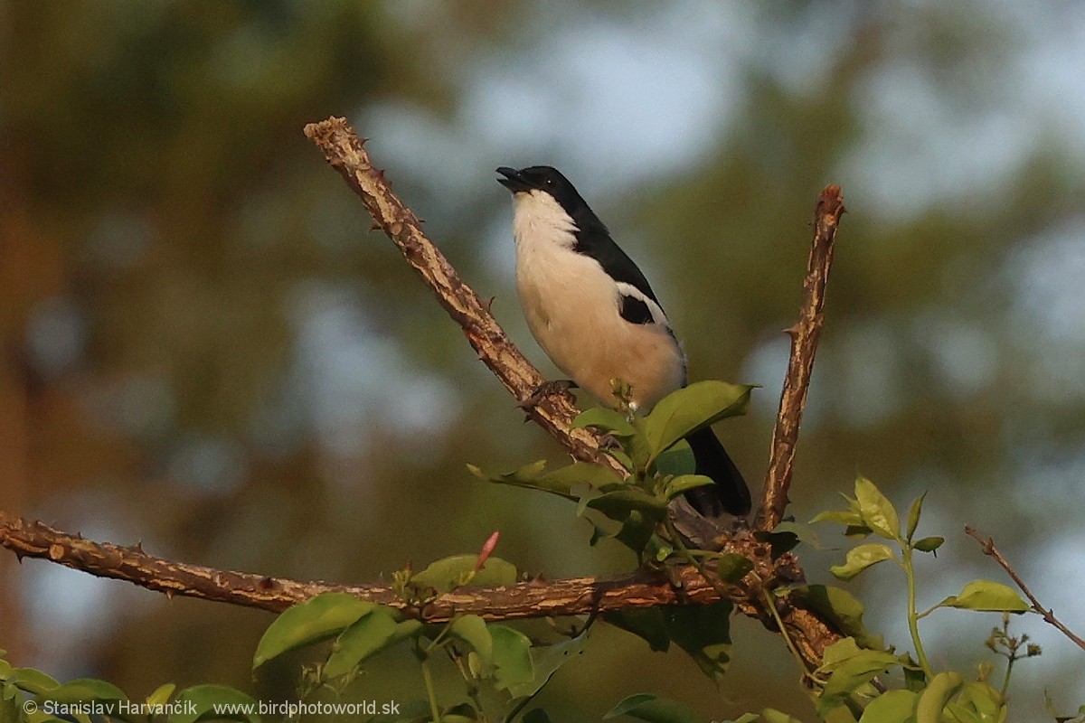 Tropical Boubou - ML652078935