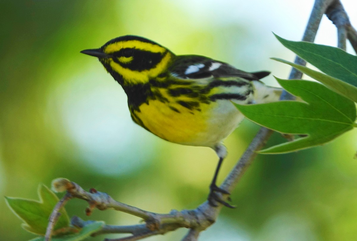Townsend's Warbler - ML65207901