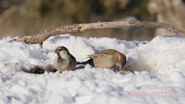 Gorrión Común - ML652079155