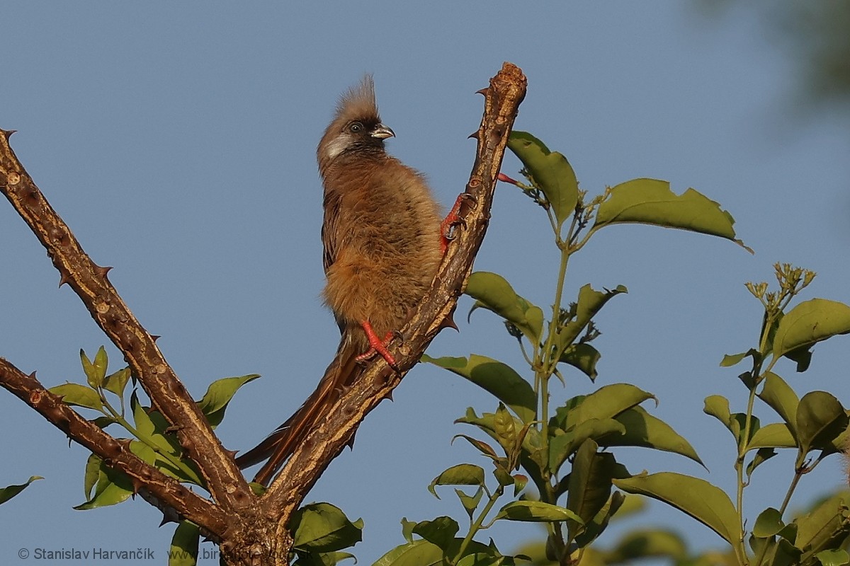 Speckled Mousebird - ML652079243