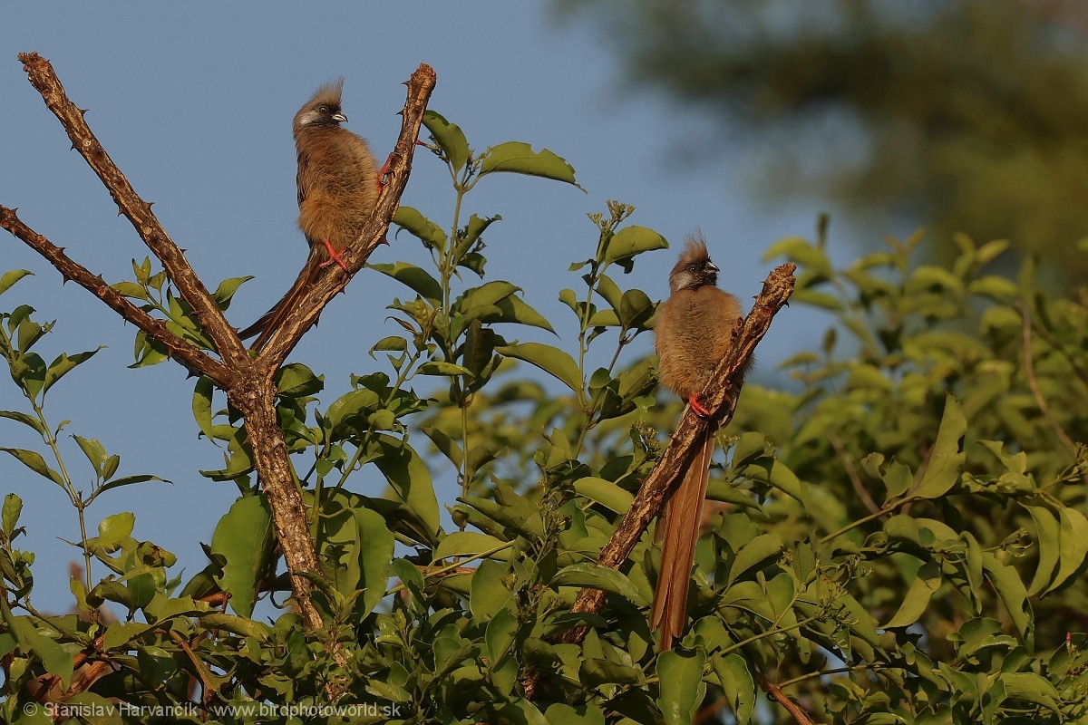 Speckled Mousebird - ML652079244