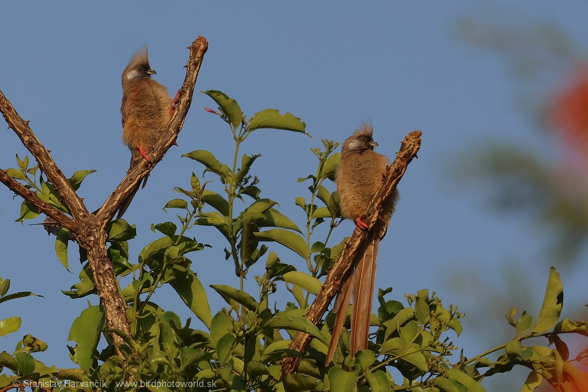 Speckled Mousebird - ML652079245