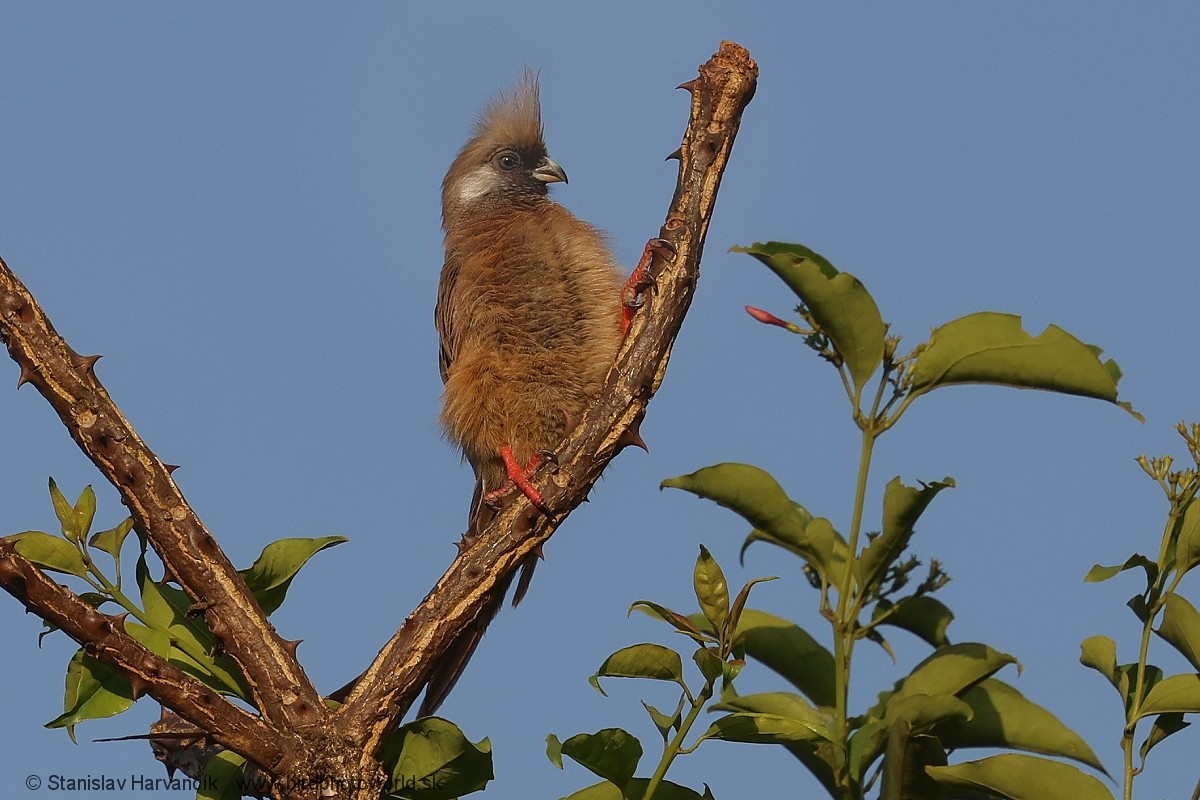 Speckled Mousebird - ML652079246